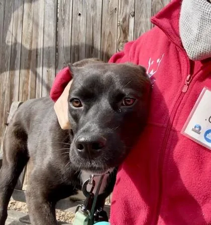 An adult medium-sized female Labrador Retriever dog named Missy for adoption in Washington, DC