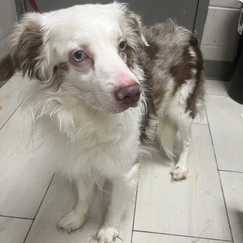 A young medium-sized male Brown / Chocolate Australian Shepherd dog named Laramie for adoption in Lufkin, TX