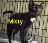 A young small-sized female Black Domestic Short Hair cat named Misty for adoption in Moline, IL