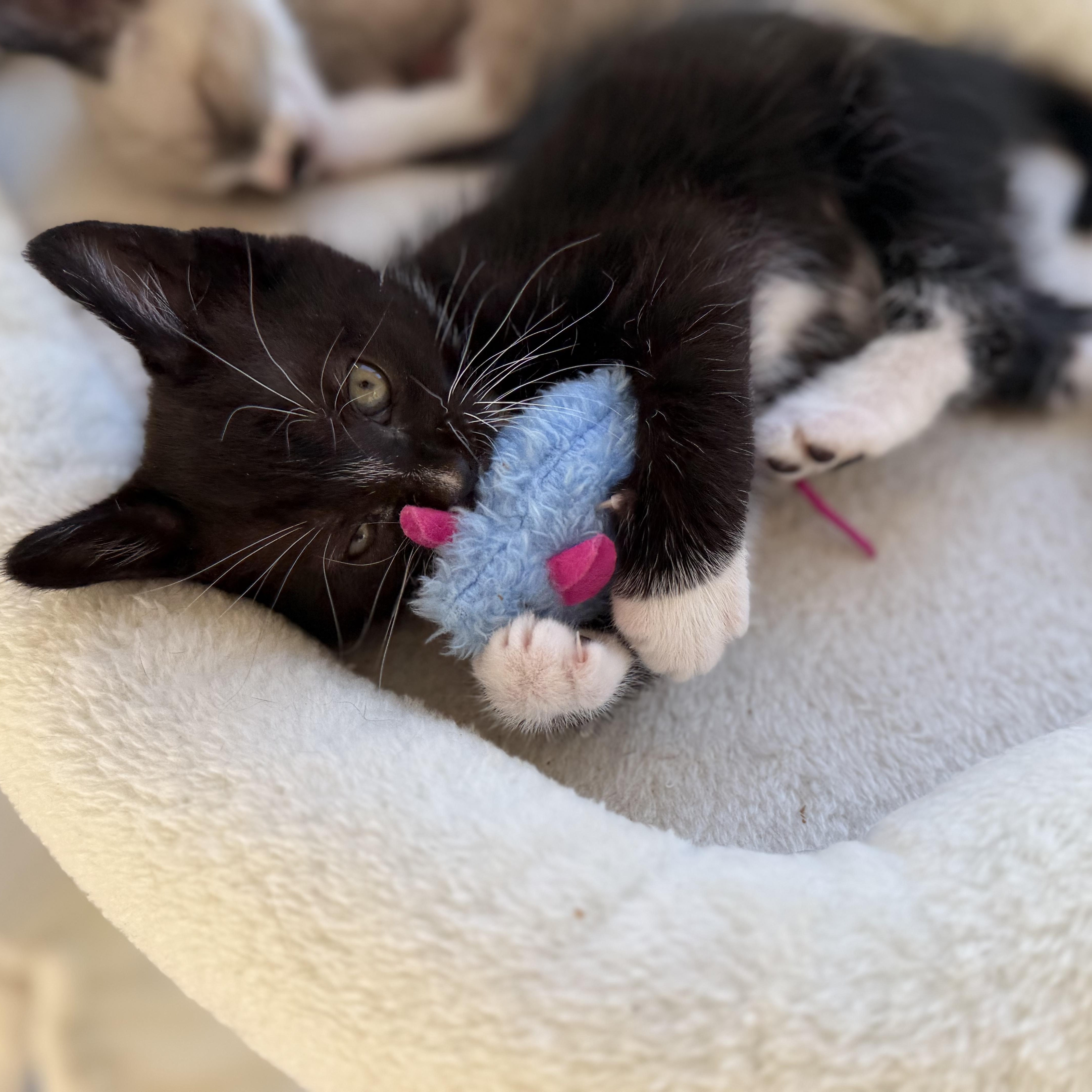 A baby medium-sized male Black & White / Tuxedo Tuxedo cat named Kuzon for adoption in Moriches, NY