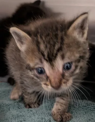 A baby small-sized female Domestic Short Hair cat named Mulan for adoption in San Martin, CA