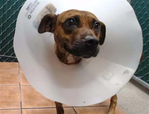 A young medium-sized female Pit Bull Terrier dog named Nyla for adoption in Downey, CA