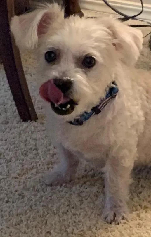 An adult small-sized female Shih Tzu dog named Daisy for adoption in Mustang, OK