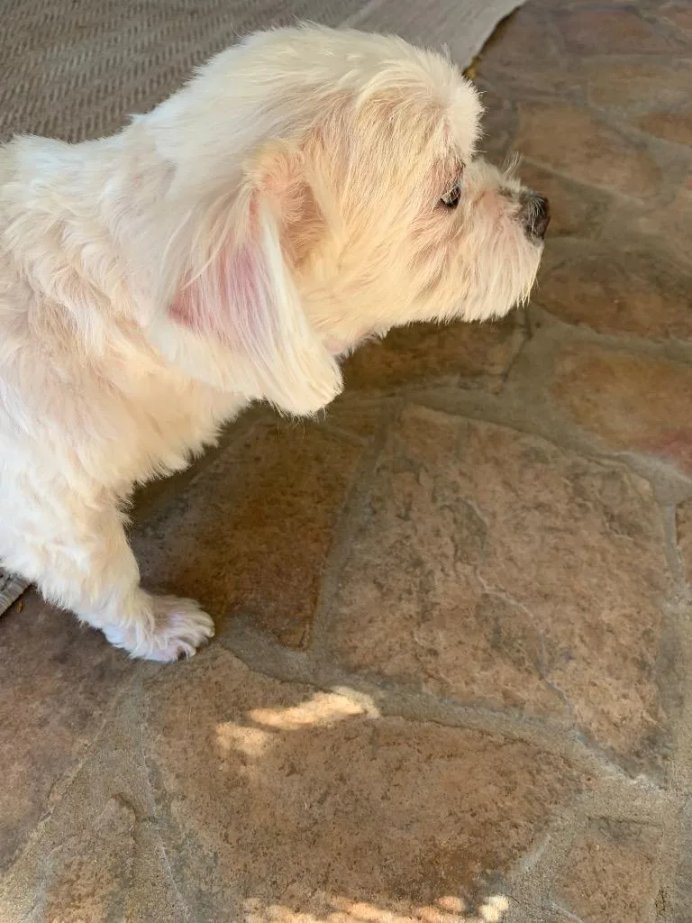 Daisy thumbnail 3