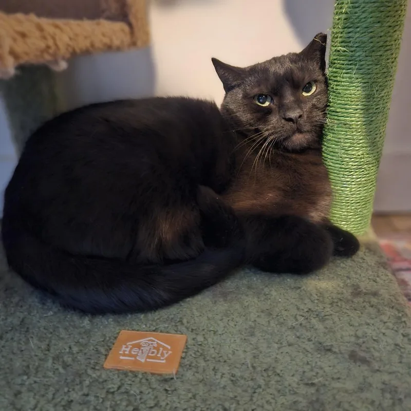 An adult small-sized male Black Domestic Short Hair cat named Mackey for adoption in Gibsonia, PA