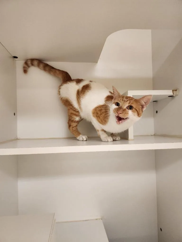 Cat Condo