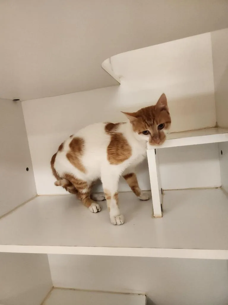 Cat Condo thumbnail 2