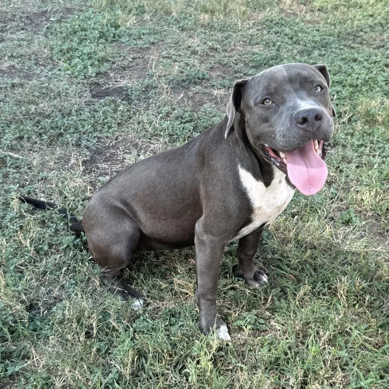 A young large-sized female Mixed Breed dog named Roxie for adoption in Spokane, WA