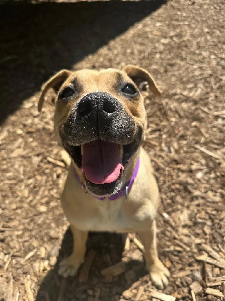 An adult medium-sized female American Staffordshire Terrier dog named Canela for adoption in Ewing, NJ
