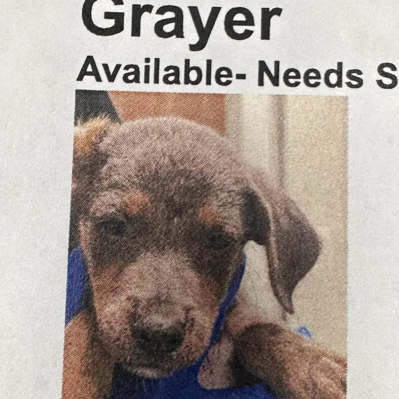 A baby small-sized male Brown / Chocolate Mixed Breed dog named FWT Grayer for adoption in Midland, TX