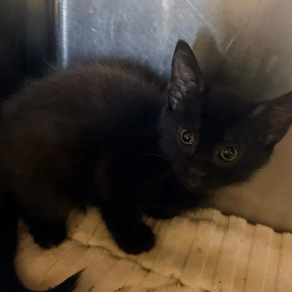 A baby small-sized female Domestic Short Hair cat named Elvira for adoption in Stratham, NH