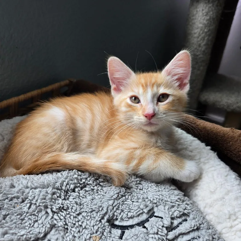 A baby medium-sized male Orange & White Tabby cat named Dorito for adoption in San Juan Capistrano, CA