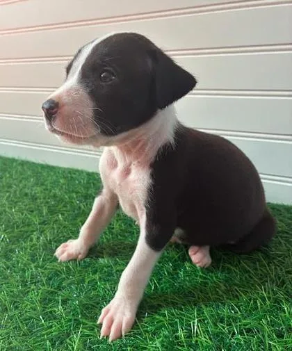 A baby medium-sized male Black Mixed Breed dog named Don for adoption in Fernandina Beach, FL