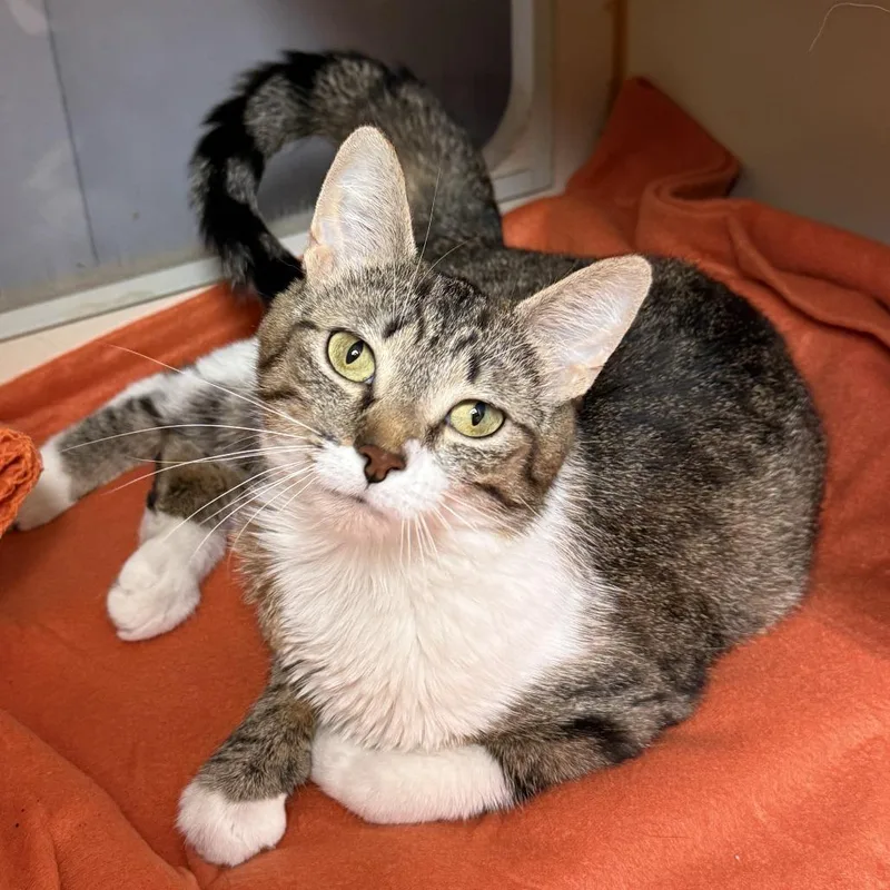 An adult medium-sized female Brown / Chocolate Domestic Short Hair cat named Whisper for adoption in South Elgin, IL