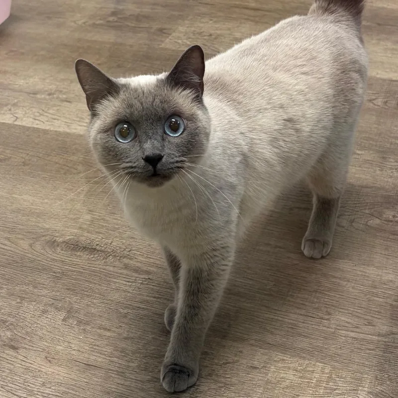 An adult medium-sized female Gray / Blue / Silver Siamese cat named Bubbles for adoption in Port Angeles, WA