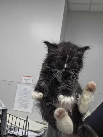 A baby small-sized female Domestic Medium Hair cat named Luciana for adoption in Sevierville, TN