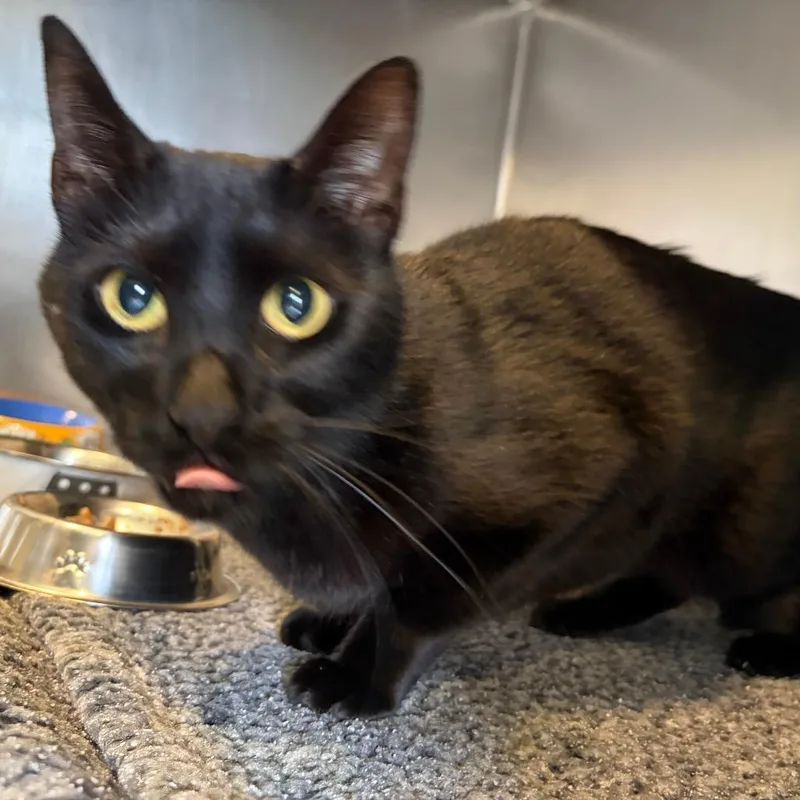 An adult medium-sized male Black Domestic Short Hair cat named Robin for adoption in Newark, DE