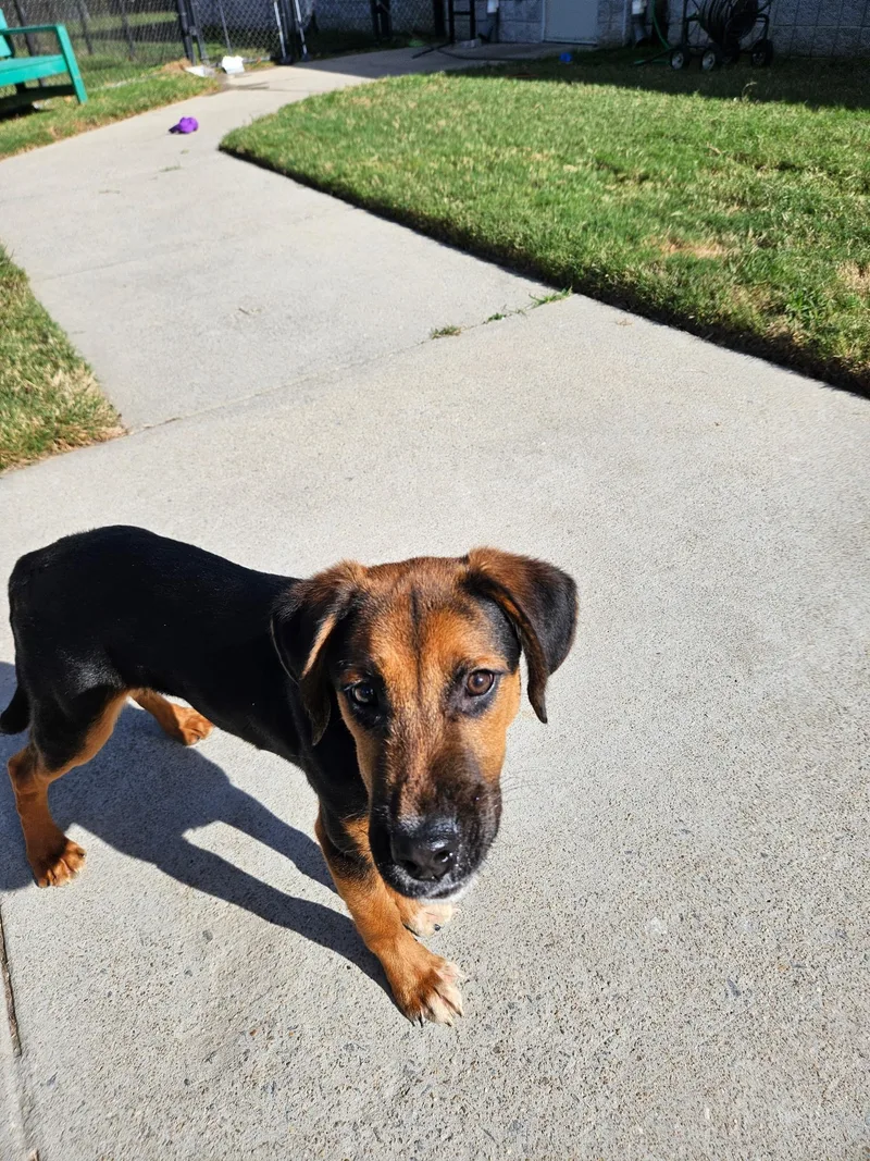 A baby medium-sized male Hound dog named Toby for adoption in Suffolk, VA