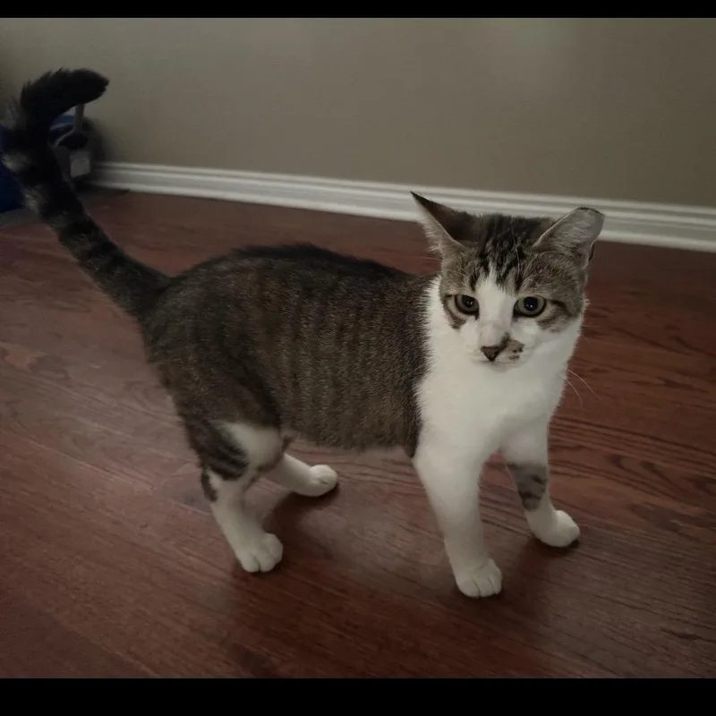 A young medium-sized female Tabby (Buff / Tan / Fawn) Domestic Short Hair cat named Janet for adoption in Rochester Hills, MI