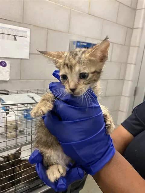 A baby small-sized female Domestic Short Hair cat named Lori for adoption in Dallas, TX