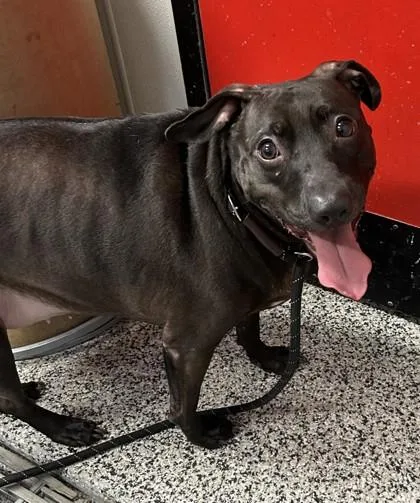 An adult large-sized female Mixed Breed dog named Deedee for adoption in West Chester, PA