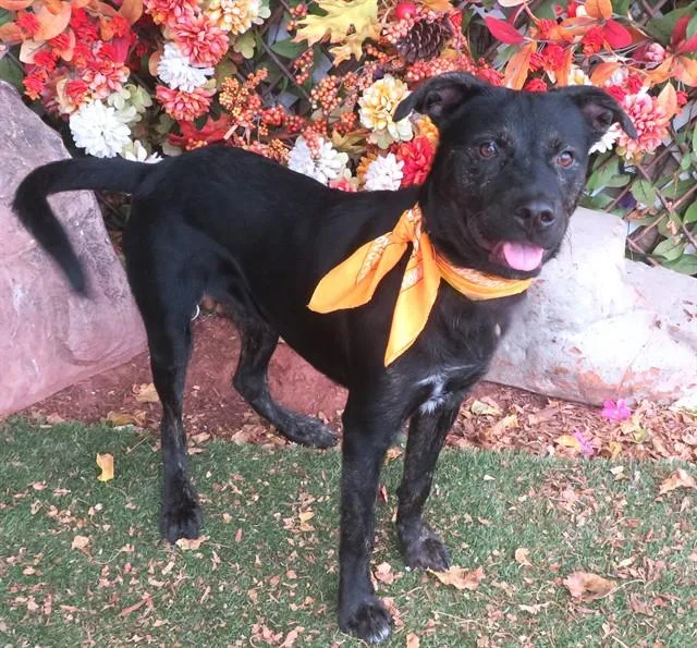 A young small-sized male Labrador Retriever dog named Bobo for adoption in Oklahoma City, OK