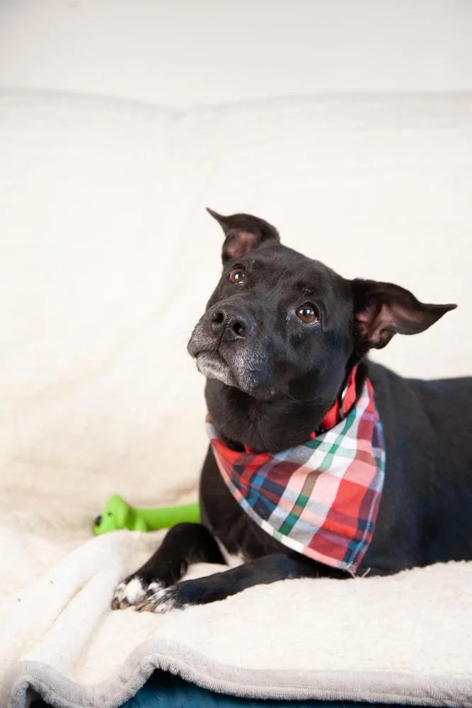 An adult medium-sized male Black Labrador Retriever dog named Bullet for adoption in Franklin, TN