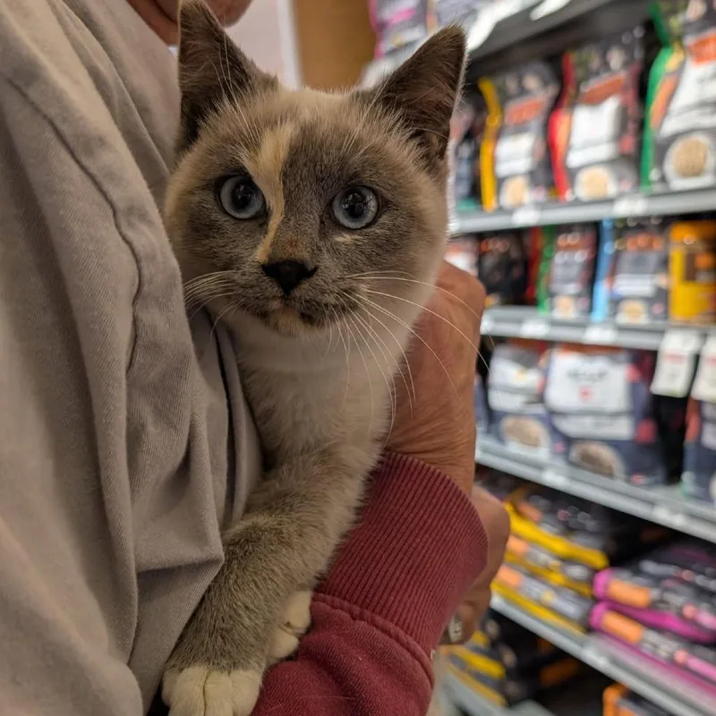 A young small-sized female Cream / Ivory Siamese cat named Saeris for adoption in Sioux Falls, SD