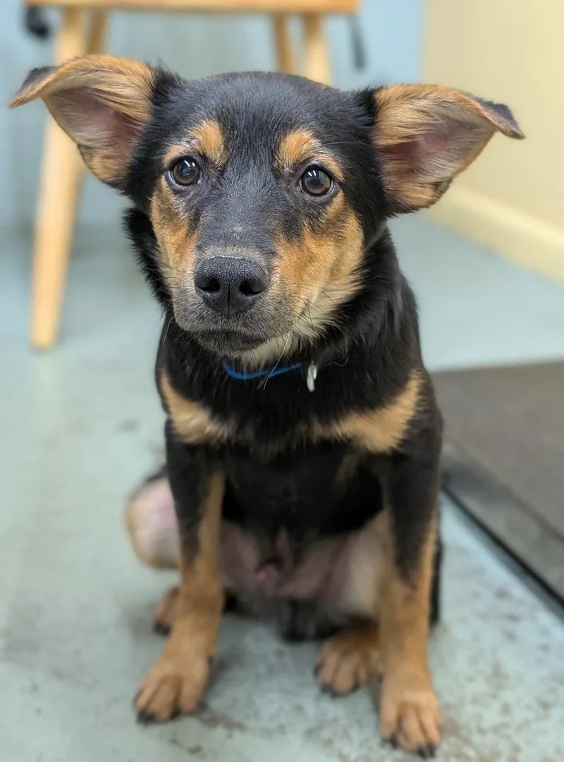 A young medium-sized male Corgi dog named Puppy Romeo for adoption in Cuyahoga Falls, OH