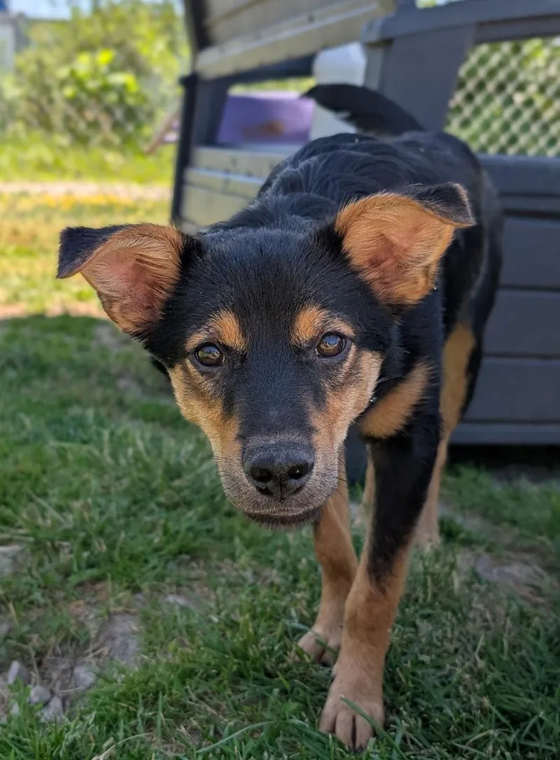 Puppy Romeo thumbnail 3