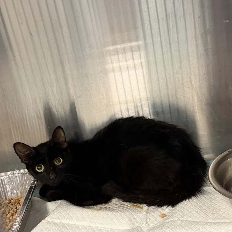 An adult medium-sized female Black Domestic Short Hair cat named Fortune Cookie for adoption in Greensboro, NC