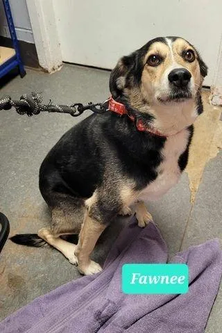 An adult medium-sized female Australian Shepherd dog named Fawnee for adoption in Richmond, IN