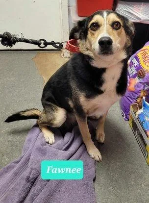 Fawnee thumbnail 2