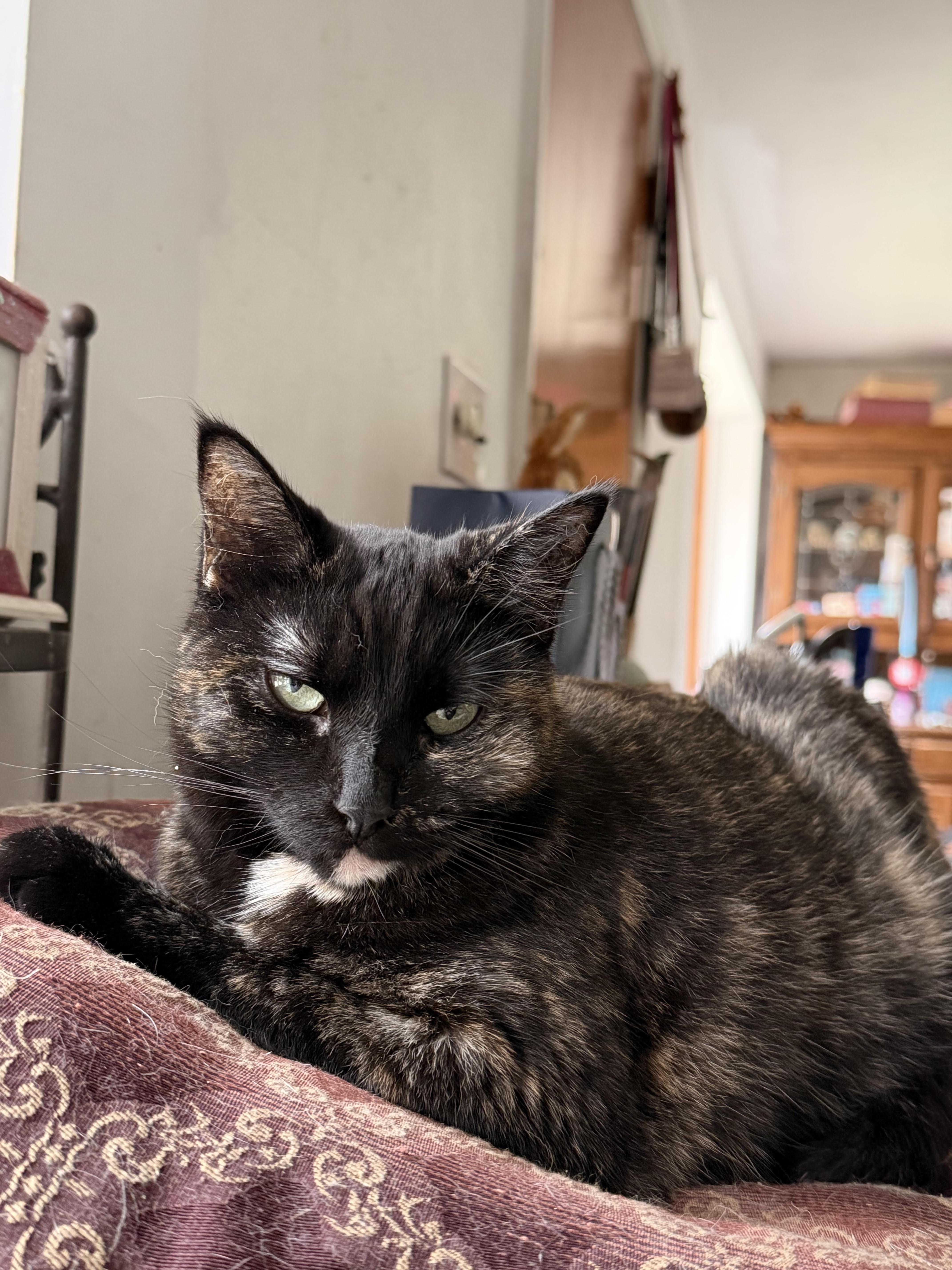 A young medium-sized female Tortoiseshell Domestic Short Hair cat named Surya for adoption in Buffalo, NY