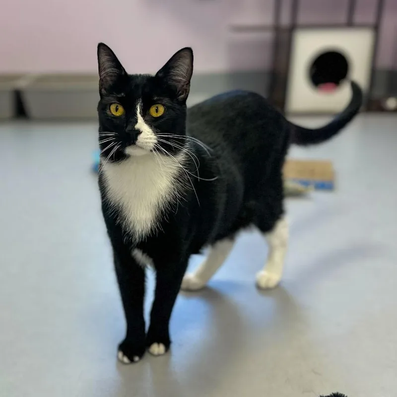 A young large-sized male Black Domestic Short Hair cat named Zowie for adoption in Boston, MA