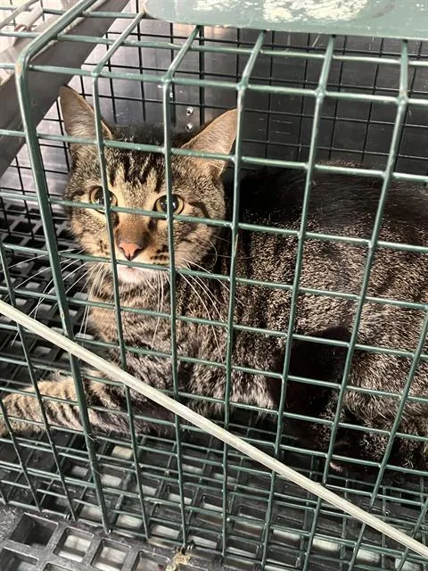 A young medium-sized male Domestic Short Hair cat named Cameron for adoption in Dallas, TX