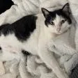 A senior large-sized female White Domestic Short Hair cat named Juanita for adoption in Pasadena, CA