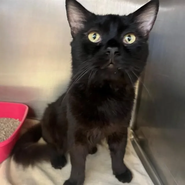 An adult medium-sized male Domestic Short Hair cat named Hoot for adoption in Thousand Palms, CA