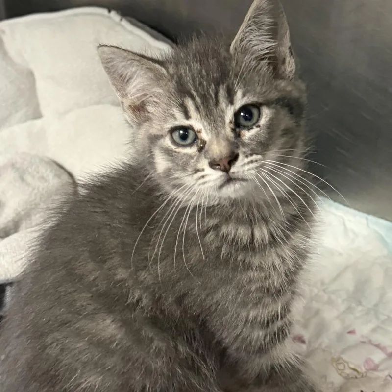 A baby small-sized male Gray / Blue / Silver Domestic Short Hair cat named Havarti for adoption in Marion, VA