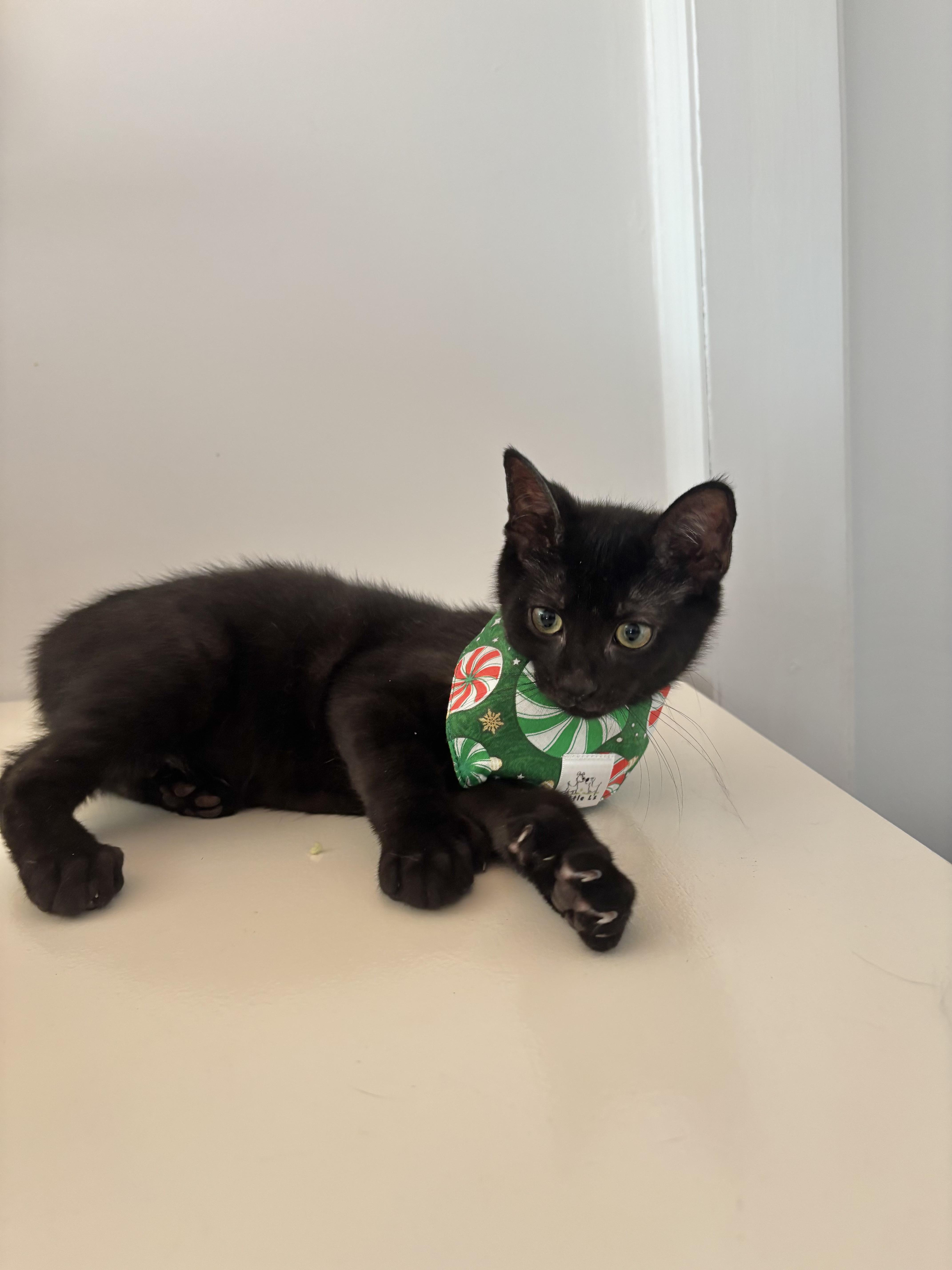 A baby small-sized male Black Domestic Short Hair cat named Tofu for adoption in Bayside, NY