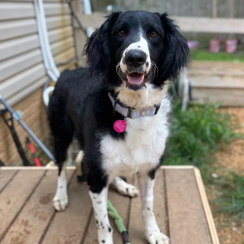 An adult medium-sized female Black Standard Poodle dog named Shooberry for adoption in Fredericksburg, VA