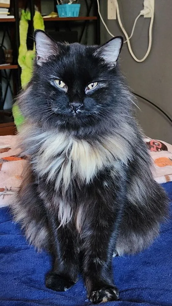 Raven Cp thumbnail 2