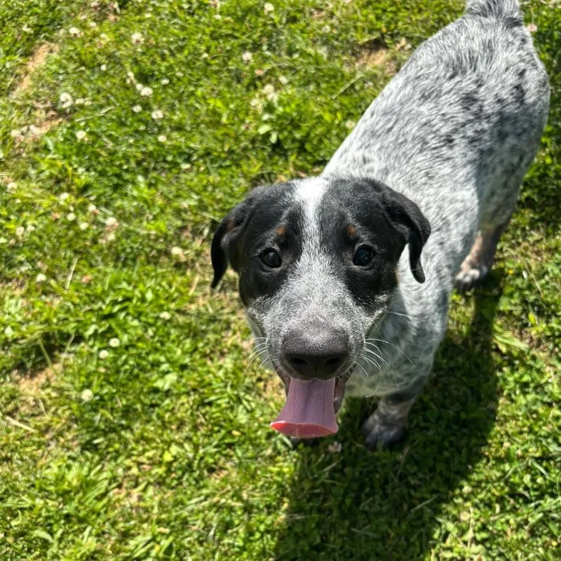 A baby small-sized male Gray / Blue / Silver Australian Cattle Dog / Blue Heeler dog named Pepper Jack for adoption in Waynesboro, PA