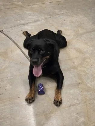 An adult large-sized female Rottweiler dog named Mya for adoption in Fallston, MD