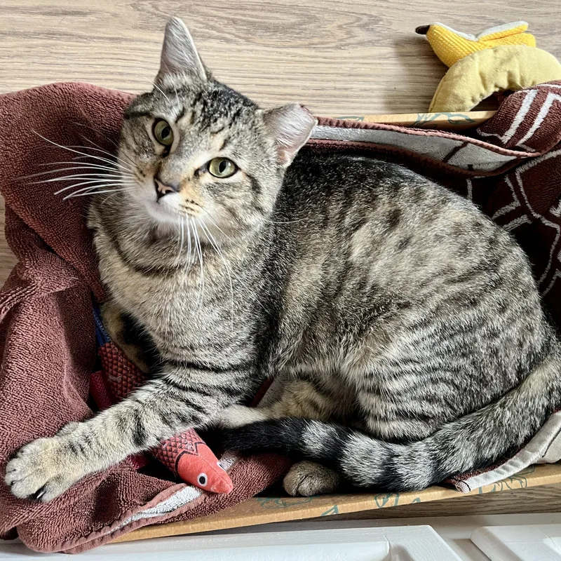 An adult medium-sized male Brown / Chocolate Domestic Short Hair cat named Axel for adoption in Redwood City, CA