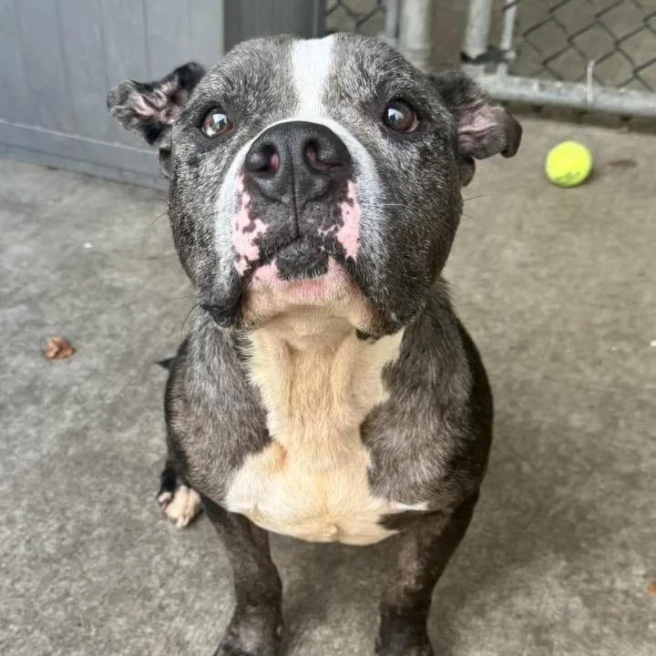 Sugar Faced Trevor thumbnail 2