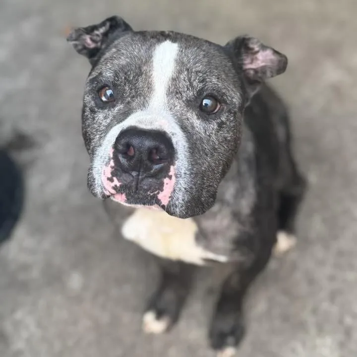 Sugar Faced Trevor thumbnail 3