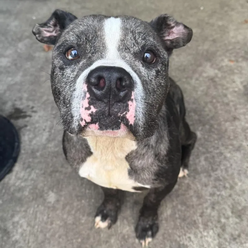 Sugar Faced Trevor thumbnail 4