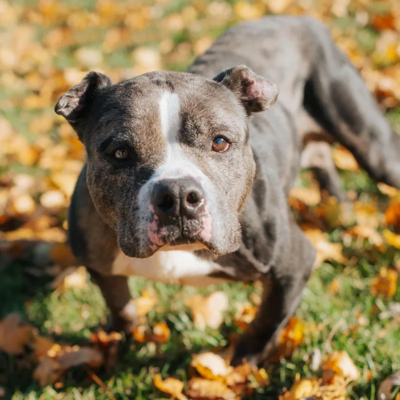 Sugar Faced Trevor thumbnail 5