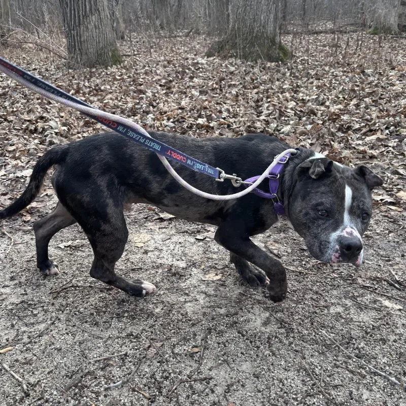 Sugar Faced Trevor thumbnail 6